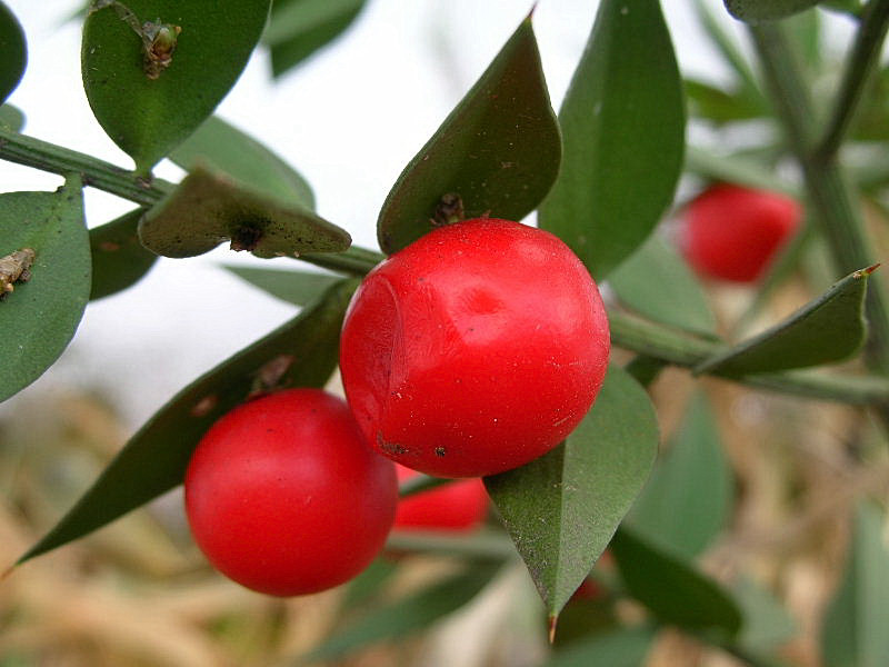 Ruscus aculeatus / Ruscolo pungitopo